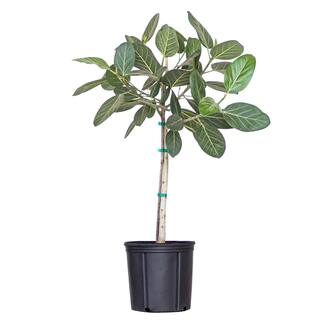 United Nursery Ficus Audrey Standard Live Indoor Outdoor Plant in 10 inch Grower Pot FAUDREY10GP