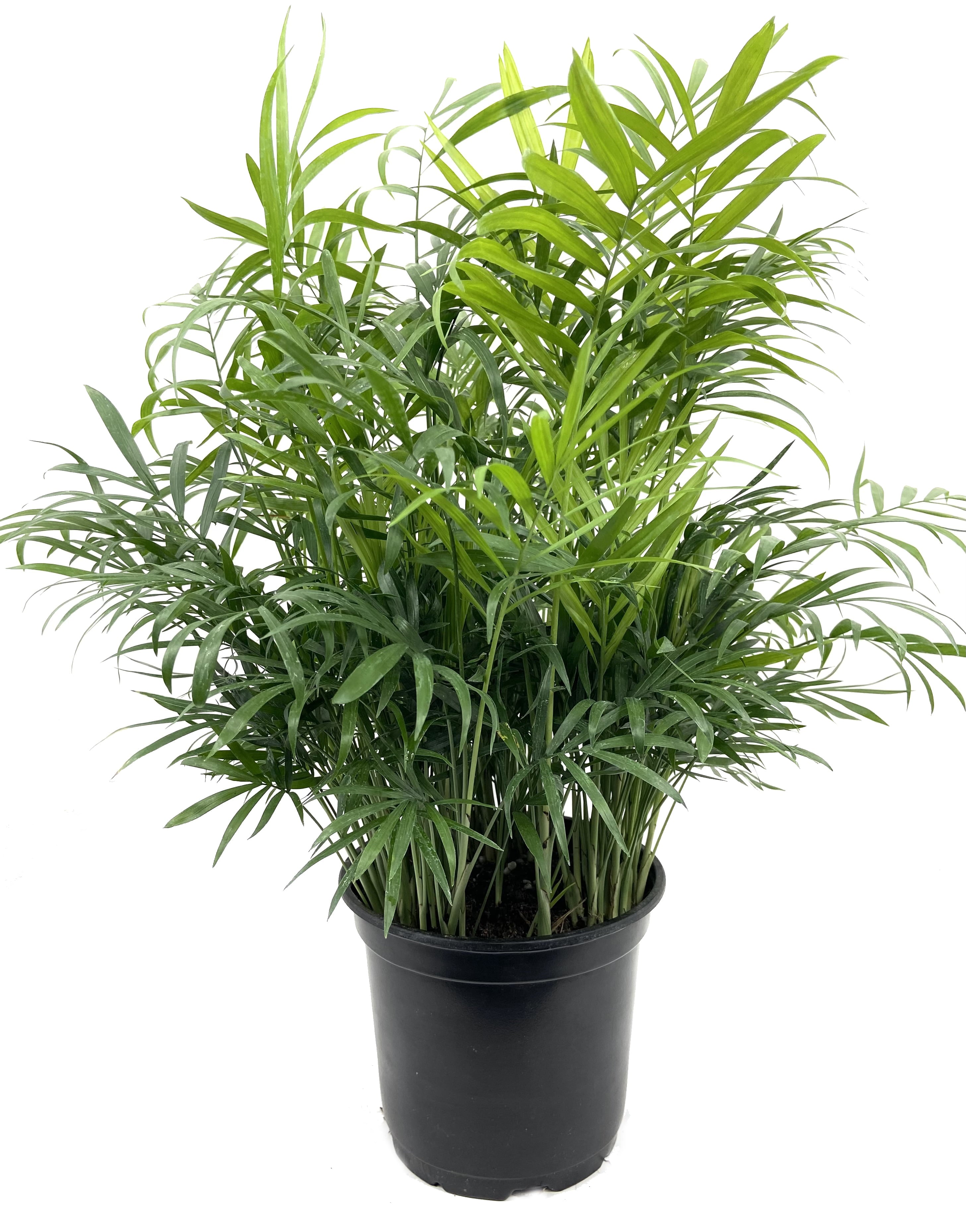 Wekiva Foliage - Neanthe Bella Parlor Palm - Live Plant in a 6 inch Pot - Chamaedorea Elegans - Beautiful Clean Air Indoor Houseplant