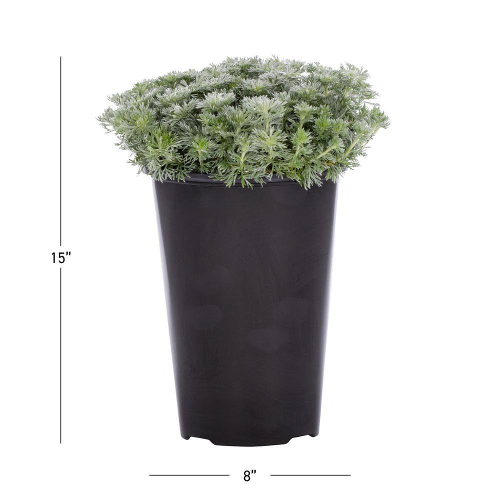 METROLINA GREENHOUSES 2.5 Qt. Silver Mound Mugwort Wormwood Plant 4359