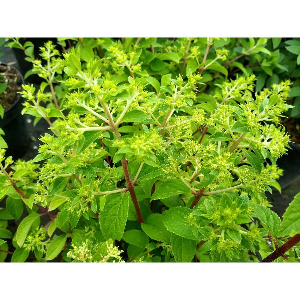 BELL NURSERY 3 Gal. Bobo Hydrangea (Paniculata) Live Flowering Shrub with White to Pink Flowers PWHYD3BOB1PK