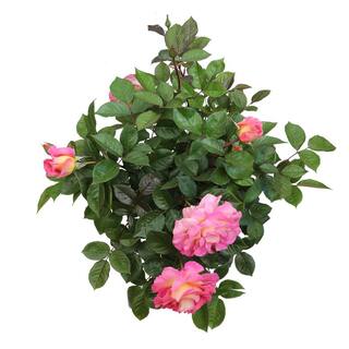 ALTMAN PLANTS My Bouquet 8 qt. Rose Pink and Gold Blossom (Julie Andrews) 0872930