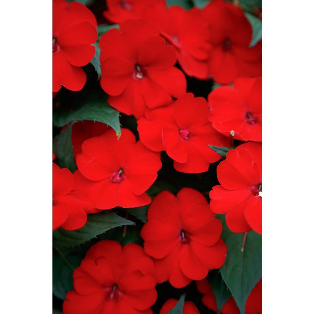 SunPatiens 6 in. Compact Deep Red SunPatiens Impatiens Outdoor Annual Live Plant with Red Flowers (4-Pack) VSNPAT6RED4PK