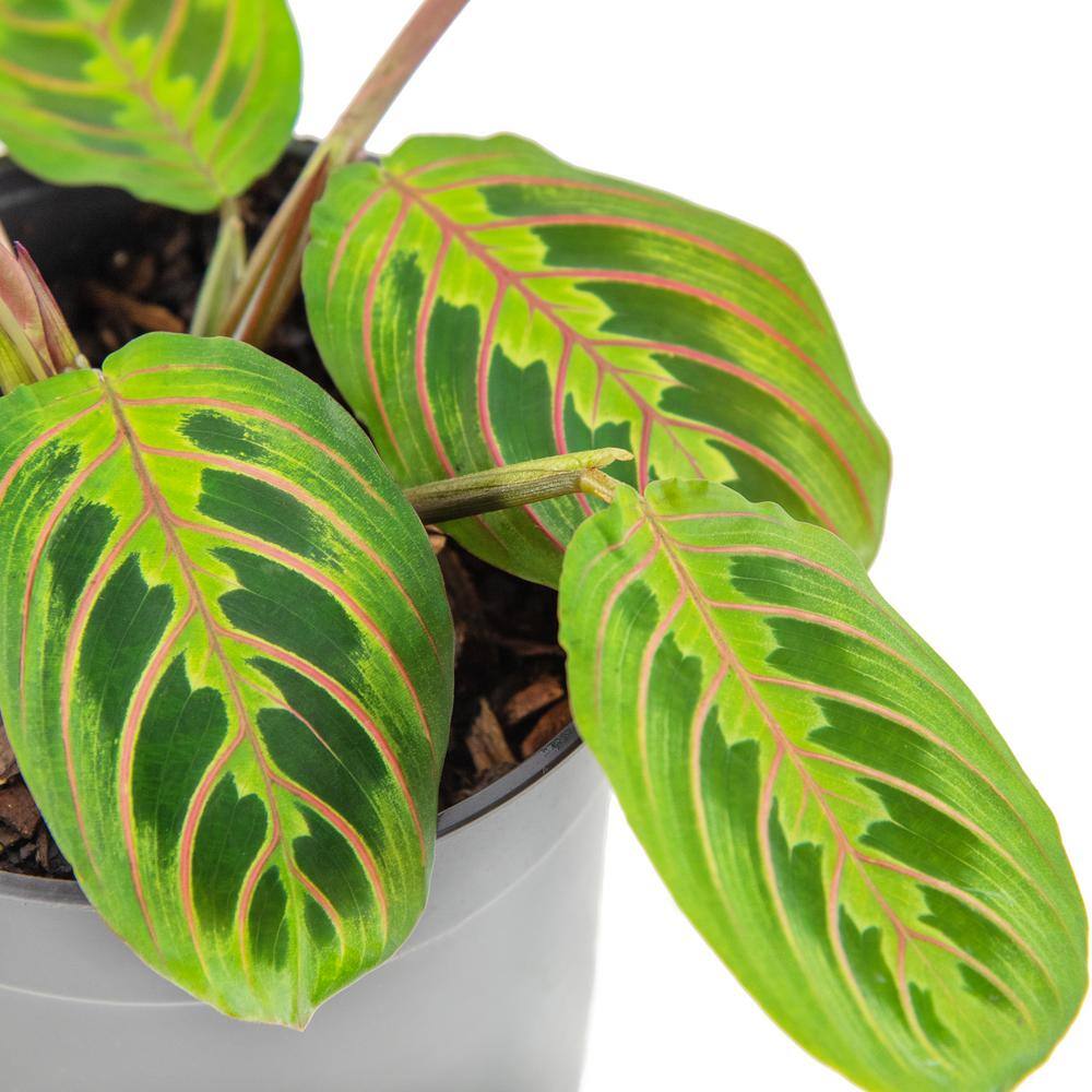 national PLANT NETWORK 6 in. Prayer Red Maranta Plant in. Green Grower Pot HD7695