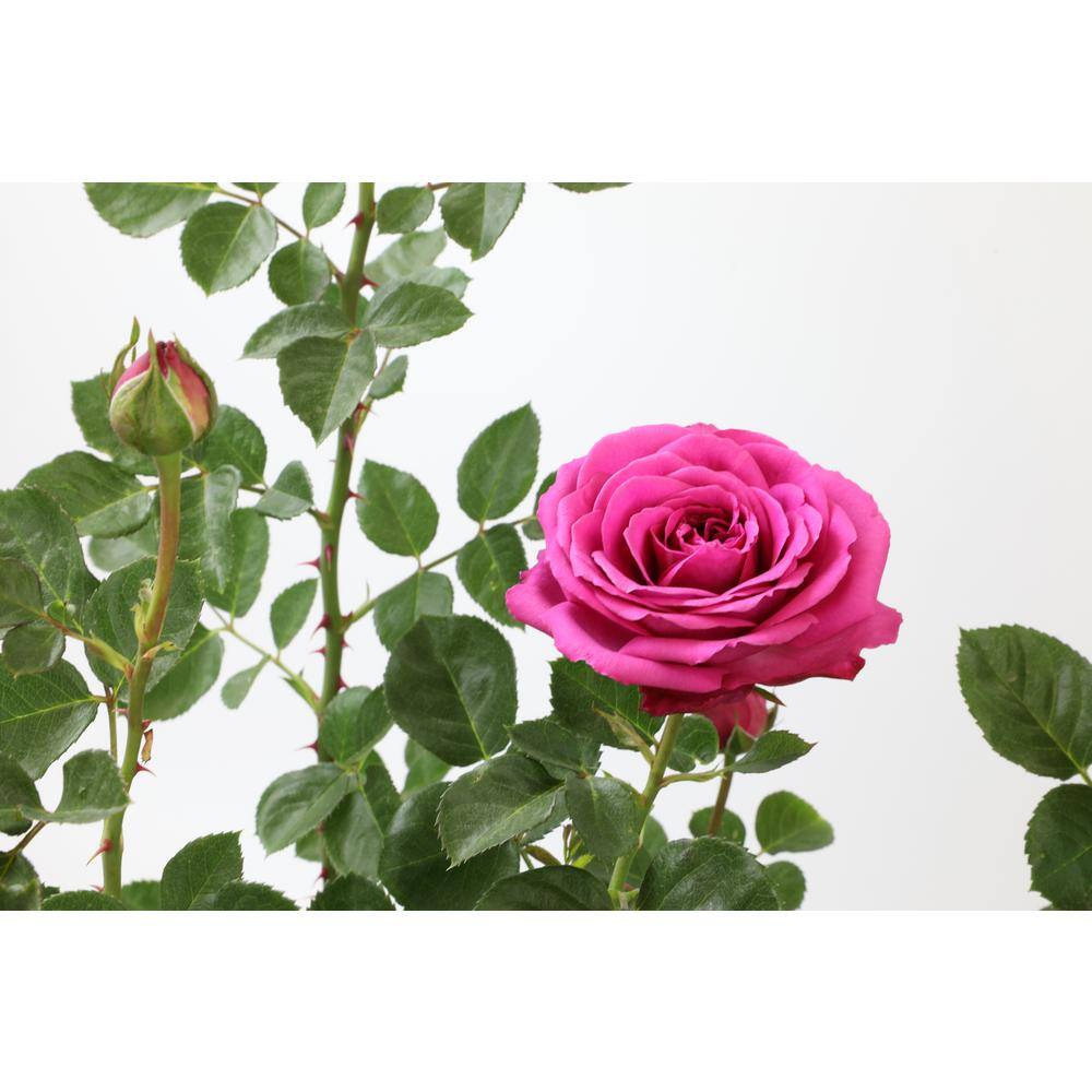 ALTMAN PLANTS 8 Qt. True Bloom True Gratitude Rose with Pink Flowers 0872515