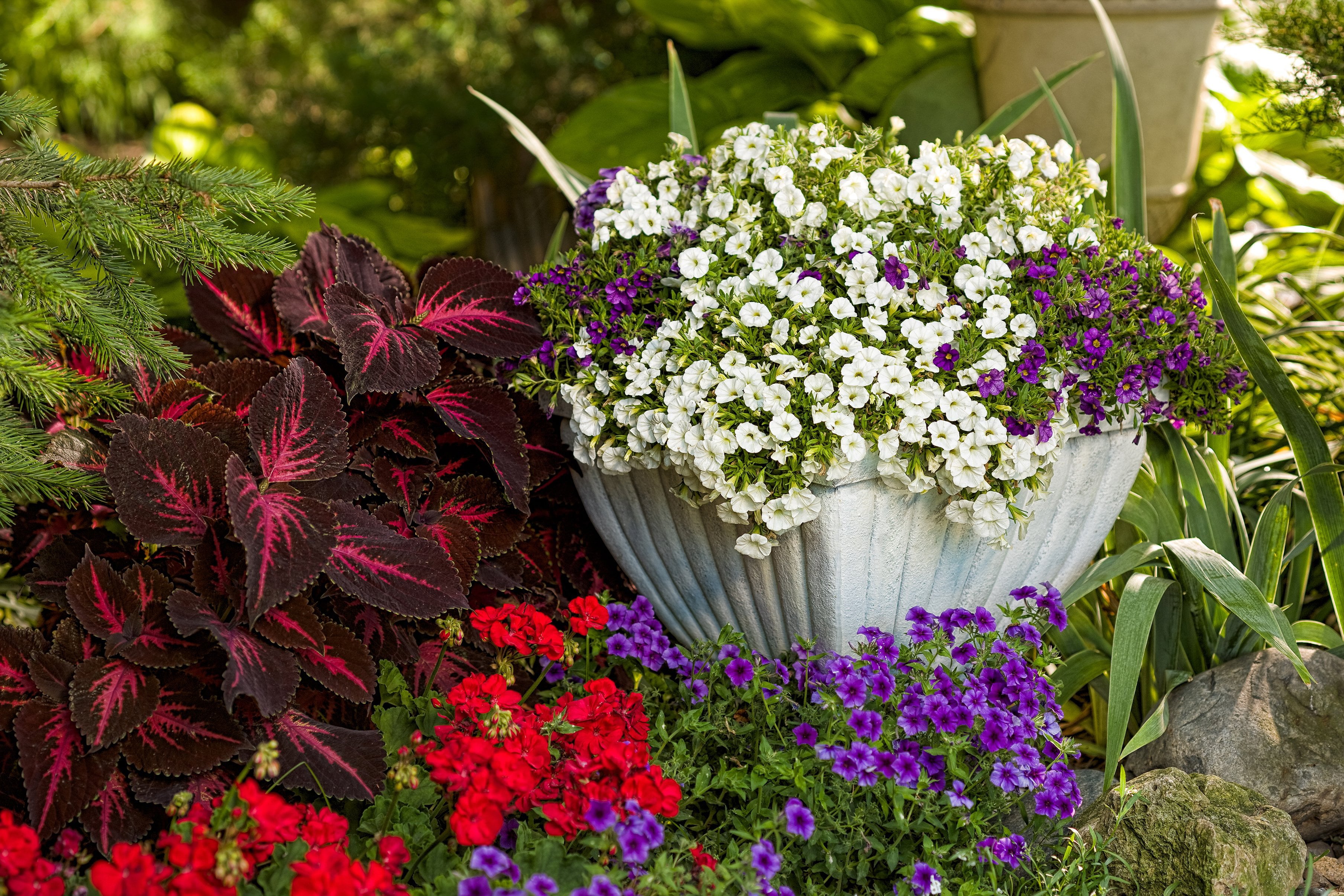 4.25 in. Eco+Grande， Superbells White (Calibrachoa) Live Plants， White Flowers (4-Pack)