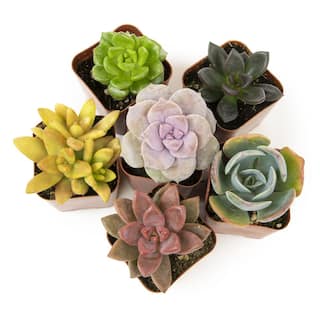 SMART PLANET 2IN Easy Care Live Succulent (6-Pack) 0881173