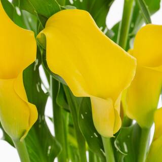 METROLINA GREENHOUSES 2.5 Qt. Captain Solo Yellow Calla Lily Plant 78838