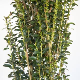 SOUTHERN LIVING 2 Gal. 'Red Sky' Pencil Holly Narrow Ilex Shrub with a vertical Growth Habit and Red Hued New Foliage 31192SL
