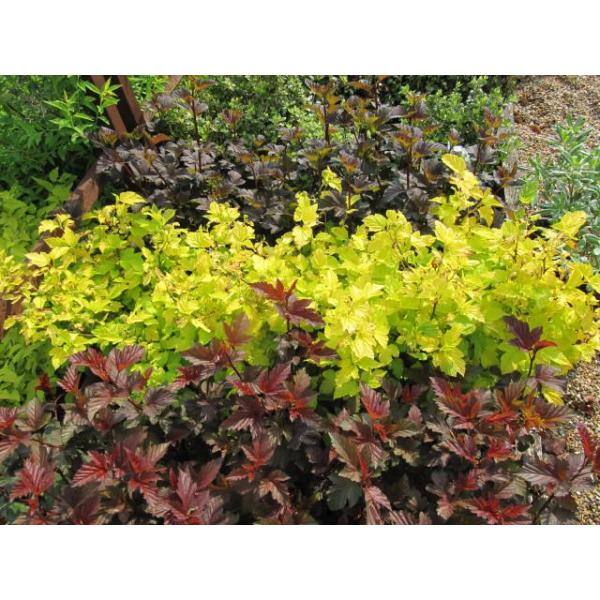 Online Orchards 1 Gal. Diabolo Ninebark Shrub SBNB002