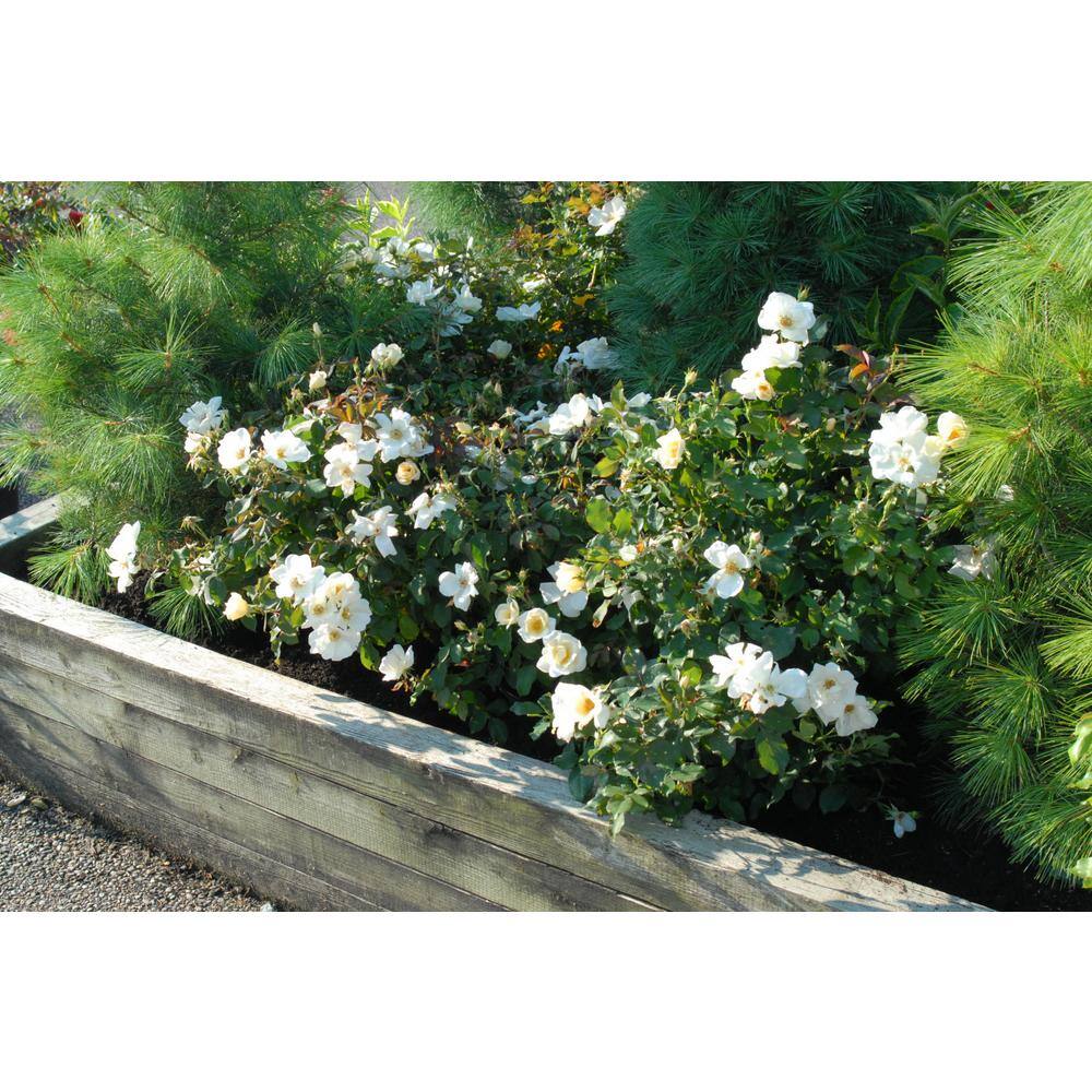 KNOCK OUT Dormant Bareroot White Knock Out Own Root Rose Bush with White Flowers 93210