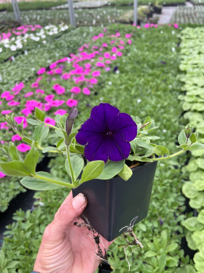 3 Wave Petunias， Blue 3.5