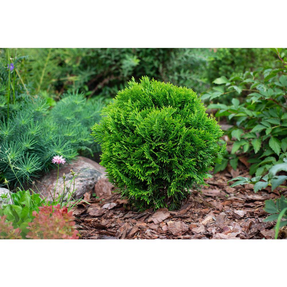 BELL NURSERY 1 Gal. Thuja Danica (Globe) Live Evergreen Shrub THUJA1DAN1PK