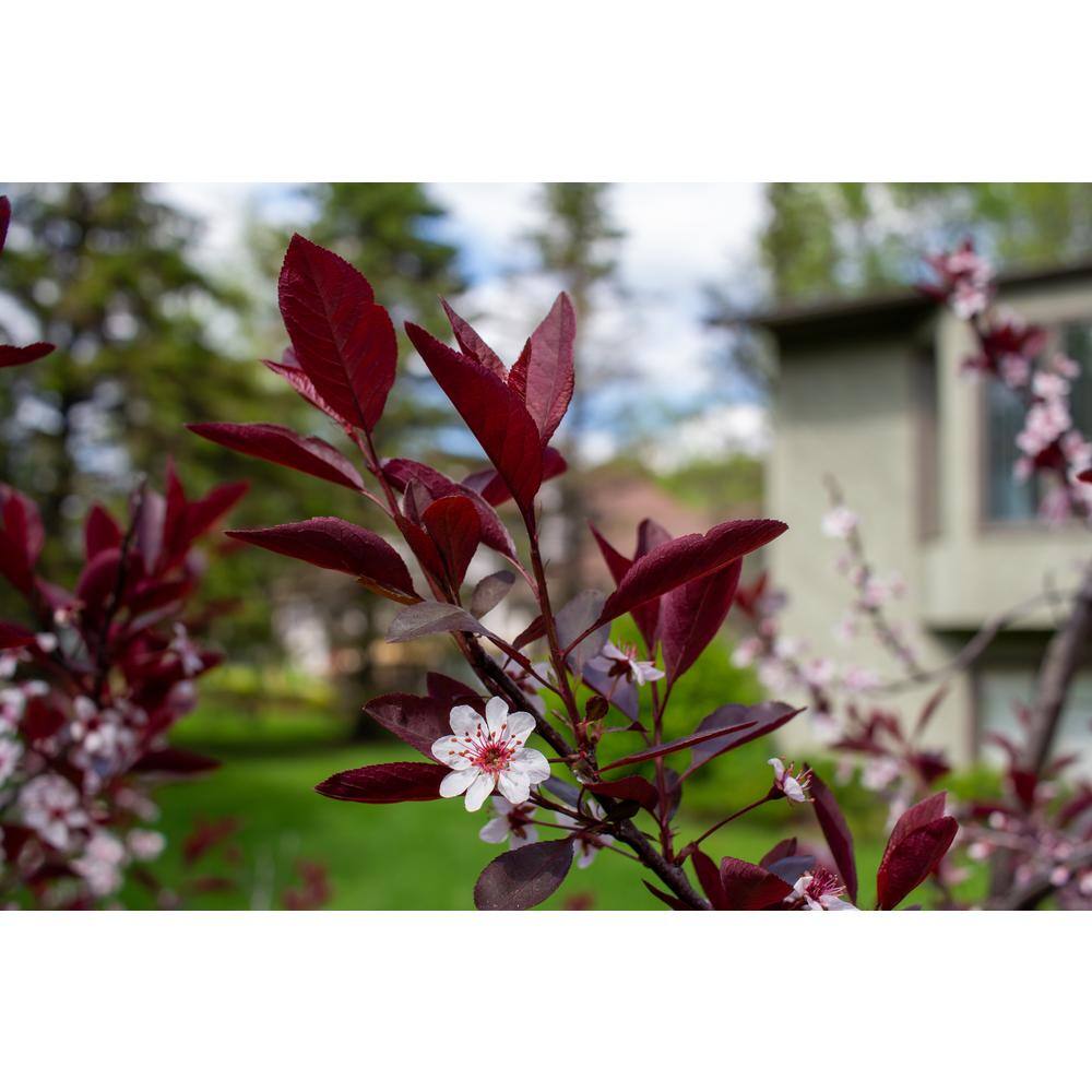 BELL NURSERY 3 Gal. Purple-Leaf Sand Cherry (Prunus x cisterna) Live Shrub with White Flowers PRNUS3CIS1PK
