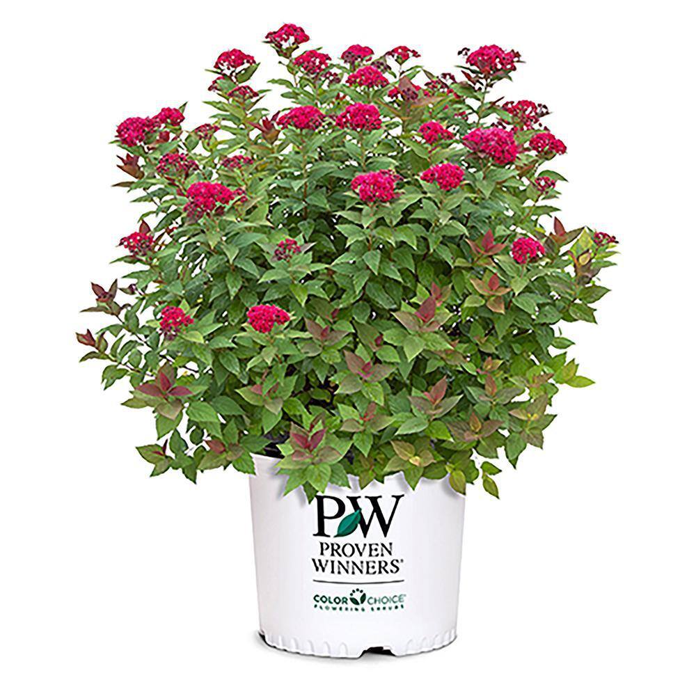 PROVEN WINNERS 2 Gal. Double Play Doozie Spirea with Red to Purple Flowers 14737