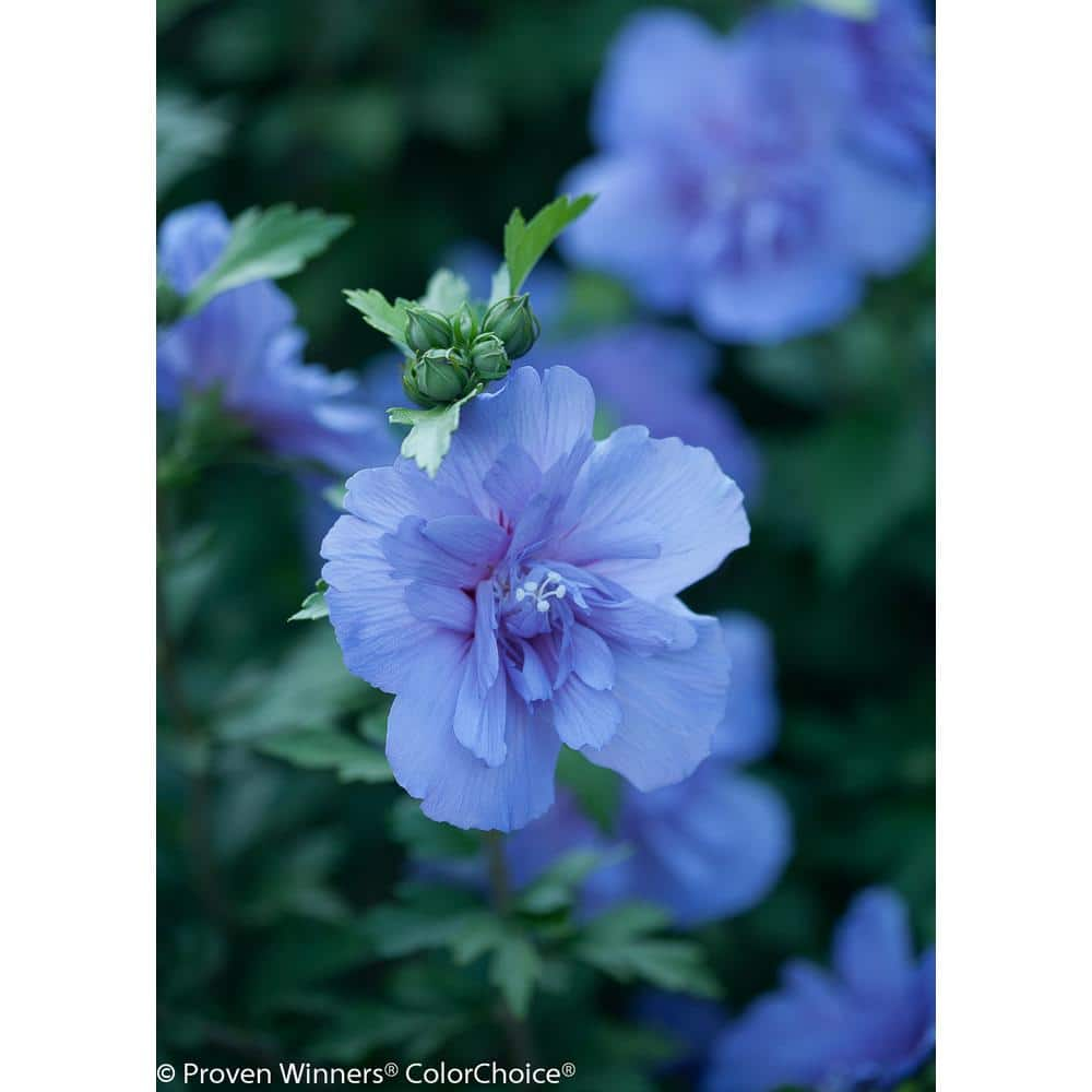 PROVEN WINNERS 4.5 in. Qt. Blue Chiffon Rose of Sharon (Hibiscus) Live Shrub Blue Flowers HIBPRC2057800