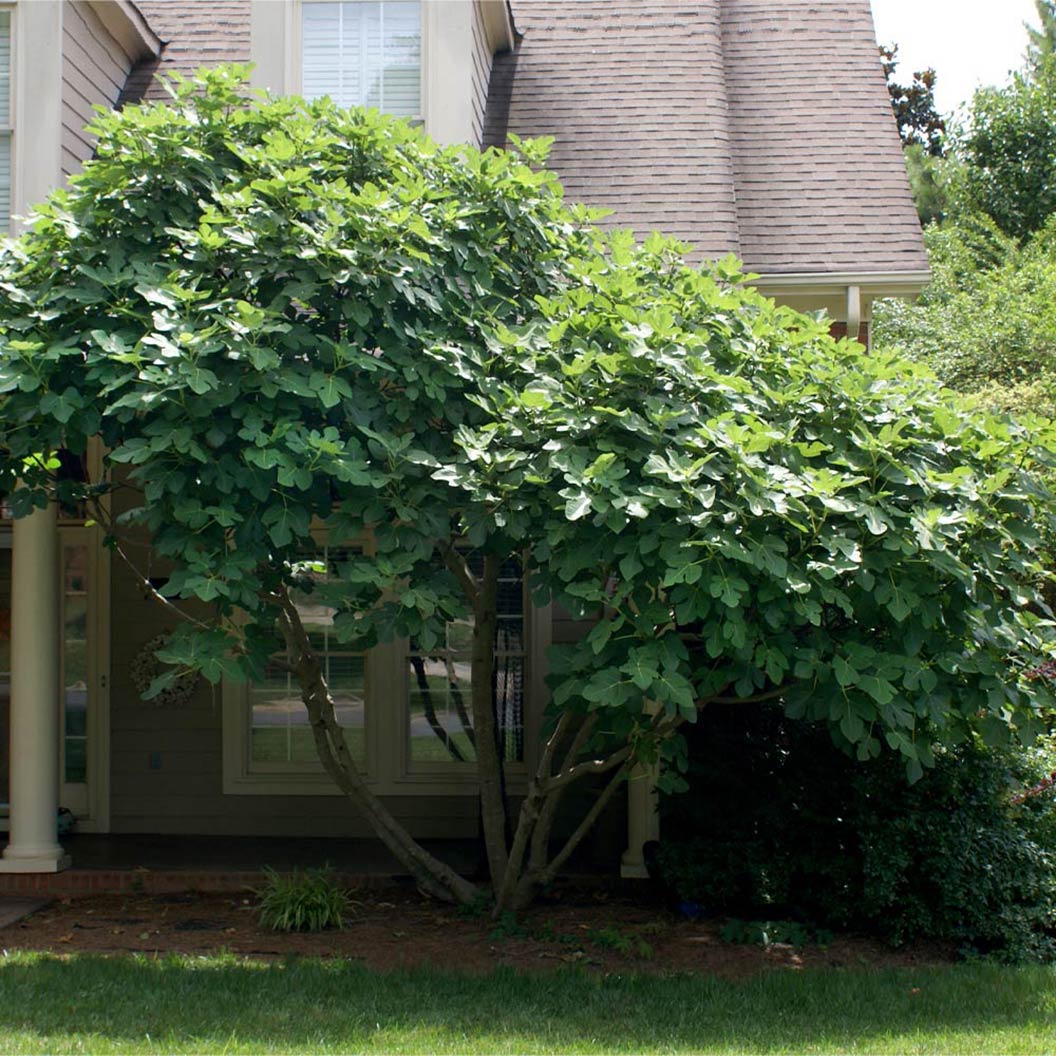 Chicago Hardy Fig Tree