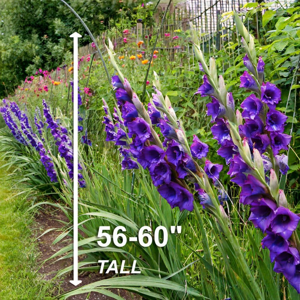 Garden State Bulb 12 cm14 cm Purple Flora Gladiolus Flower Bulbs (Bag of 60) ECS-174-60-02