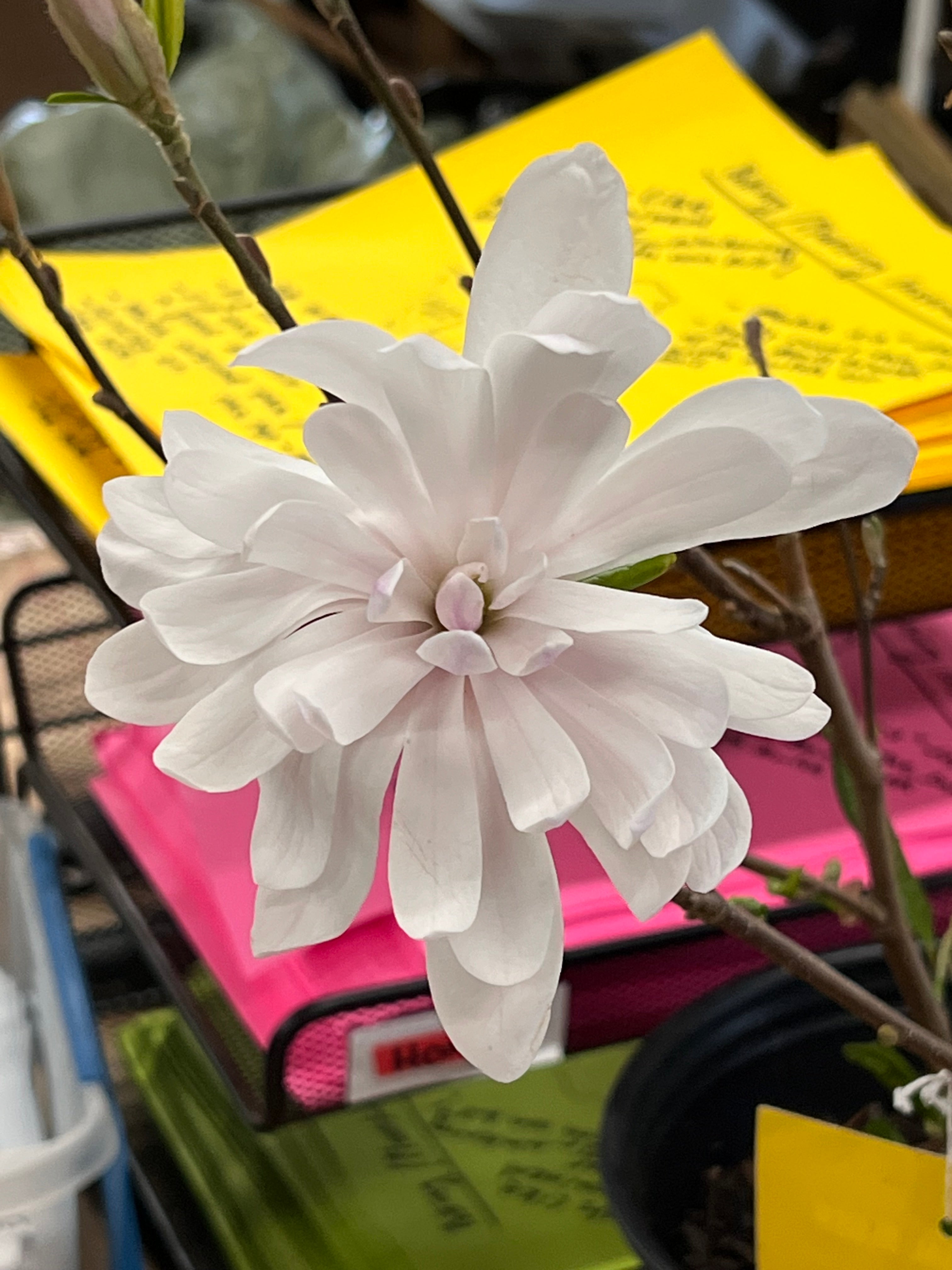 Centennial Blush Magnolia Tree