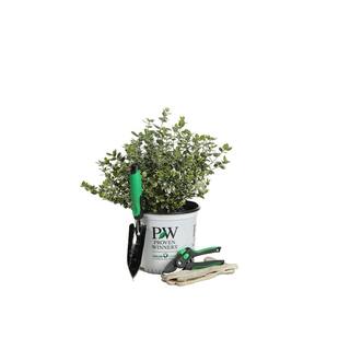 PROVEN WINNERS 1 Gal. White Album Wintercreeper (Euonymus) Live Shrub Green and White Foliage EUOPRC1036101