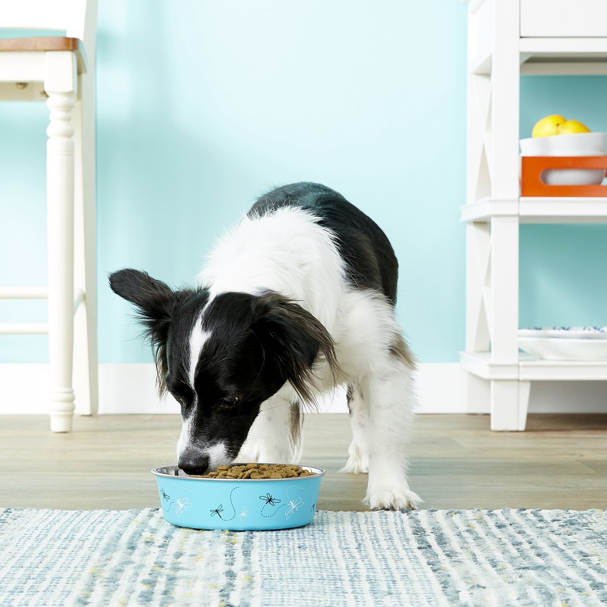 Loving Pets Bella Bowls Pet Bowl， Turquoise