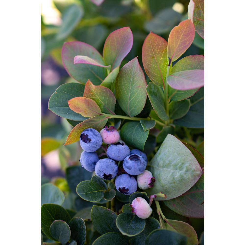 BUSHEL AND BERRY 2 Gal. Bushel and Berry Silver Dollar Blueberry Live Plant with Sweet Pineapple Flavored Berries O891402