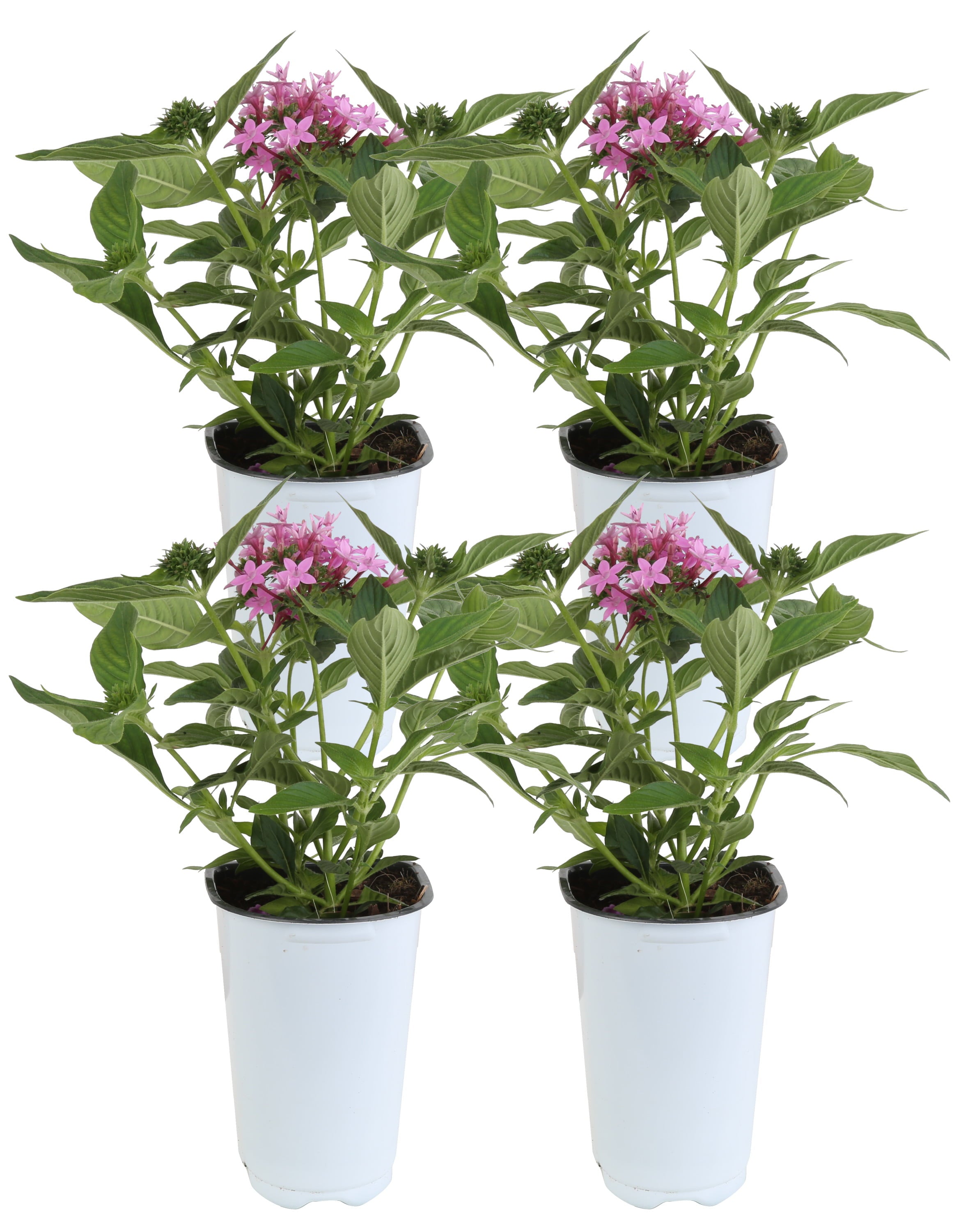 Costa Farms  Live Outdoor 11in. Tall Purple Pentas; Full Sun Outdoors Plant in 4.5in. Grower Pot， 4-Pack