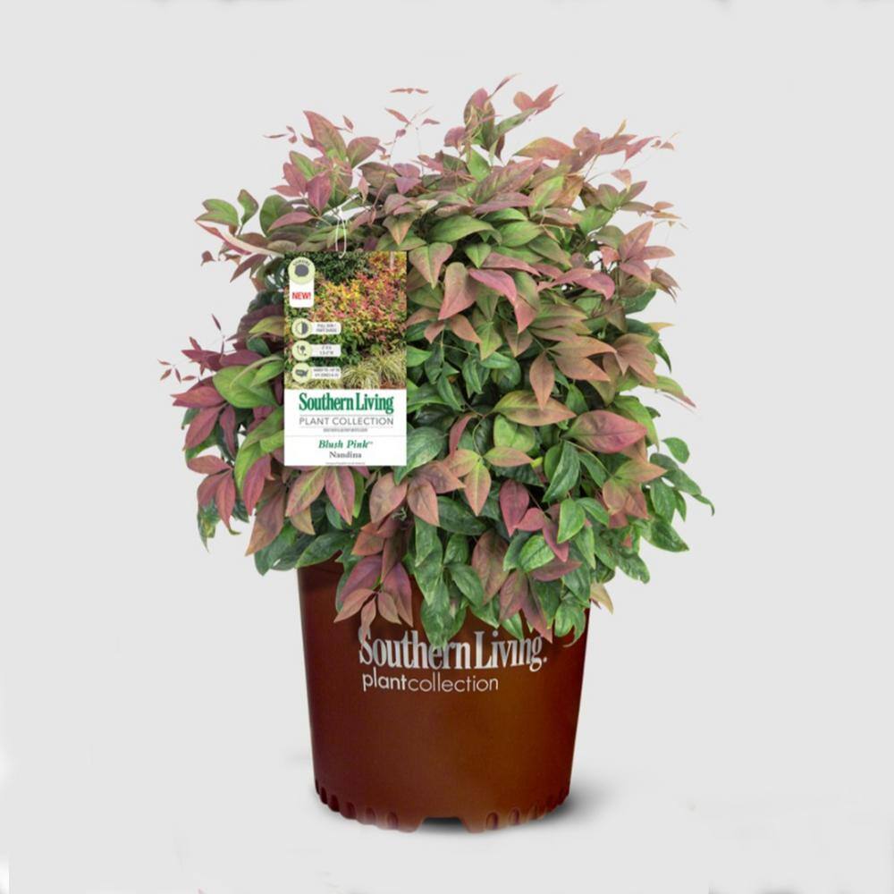 SOUTHERN LIVING 2 Gal. Blush Pink Nandina Live Evergreen Shrub Pink to Red Blushing Foliage 43072