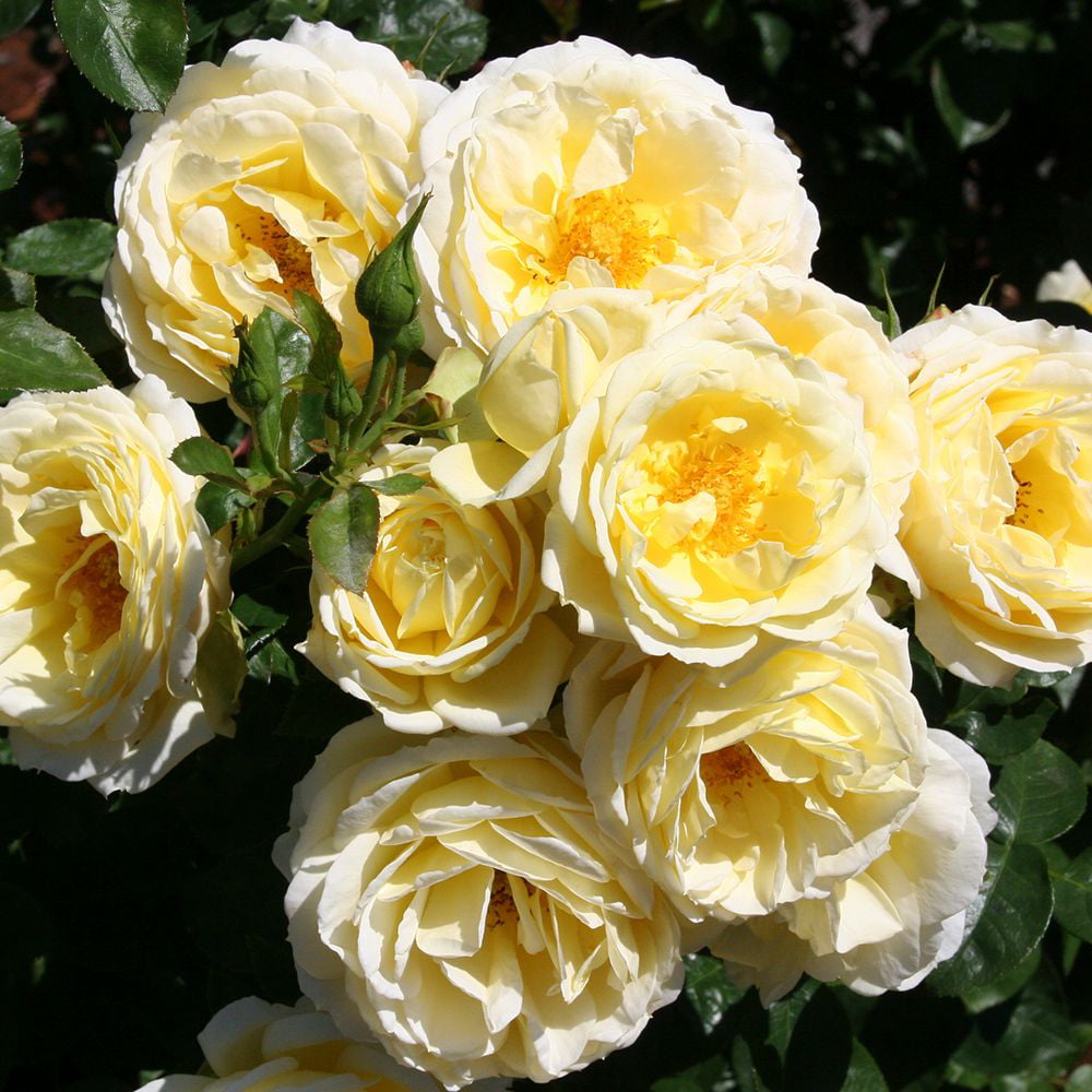 Heirloom Roses - Good Ol' Summertime™ Shrub Rose - Yellow Live Plant For Outdoors