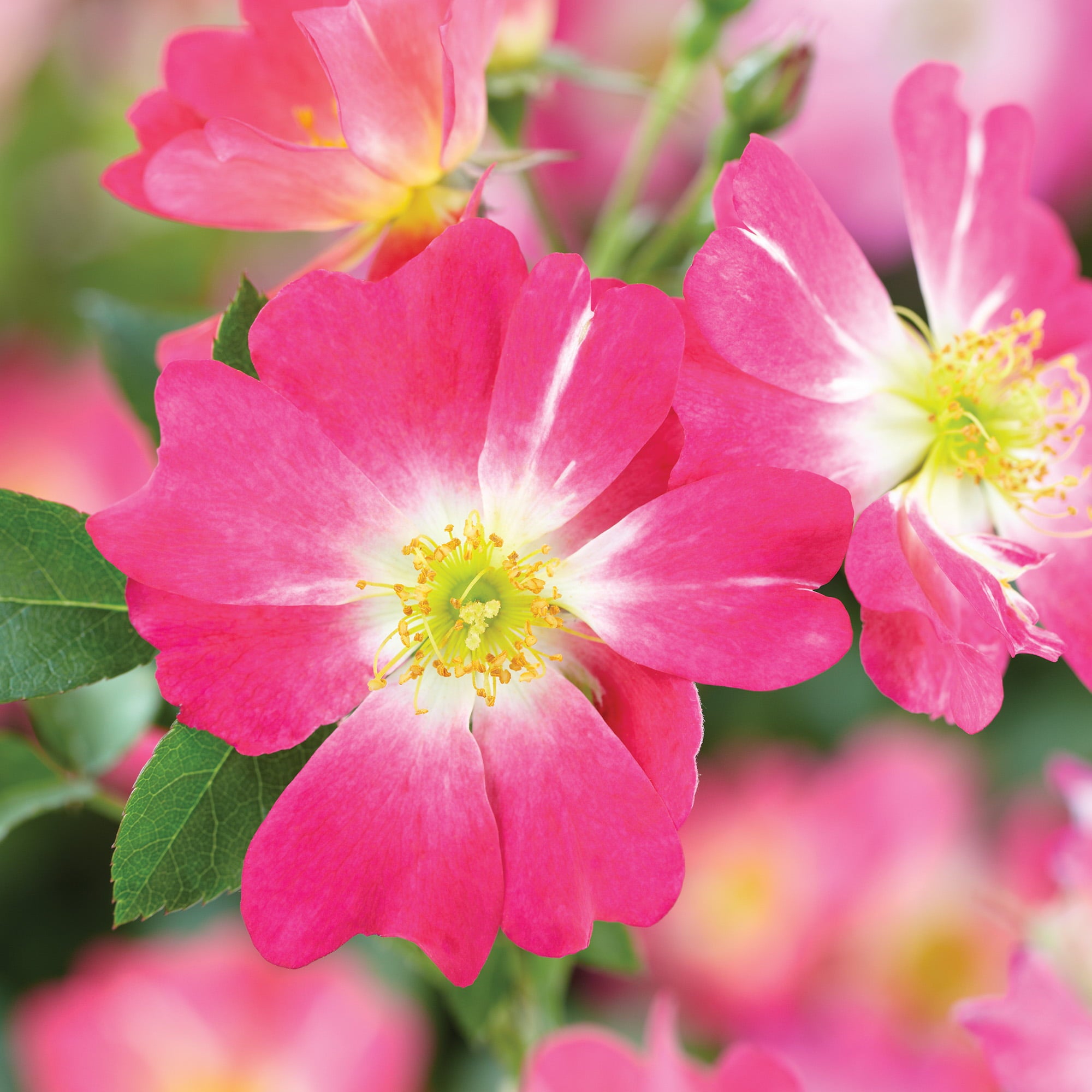 1 Gal. Pink Drift Rose Bush - Season Long Color