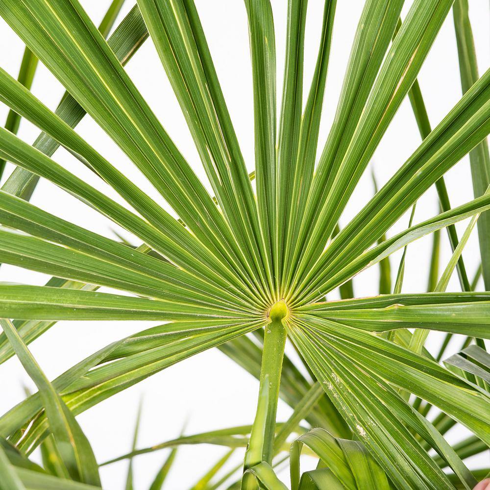 #1 Windmill Palm (2-Pack) THD00097