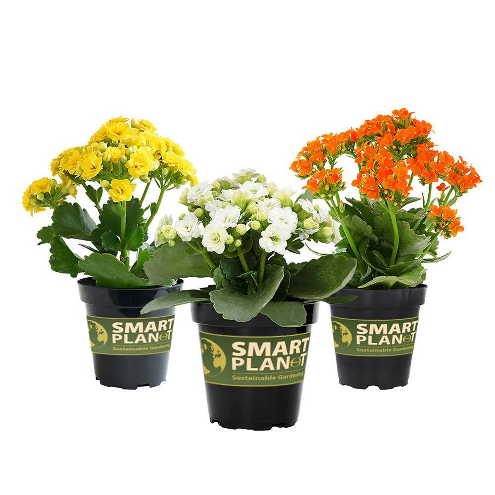 SMART PLANET 9cm Kalanchoe Blossfeldiana Kalanchoe Succulent Assorted Colors 3-Pack 0872454