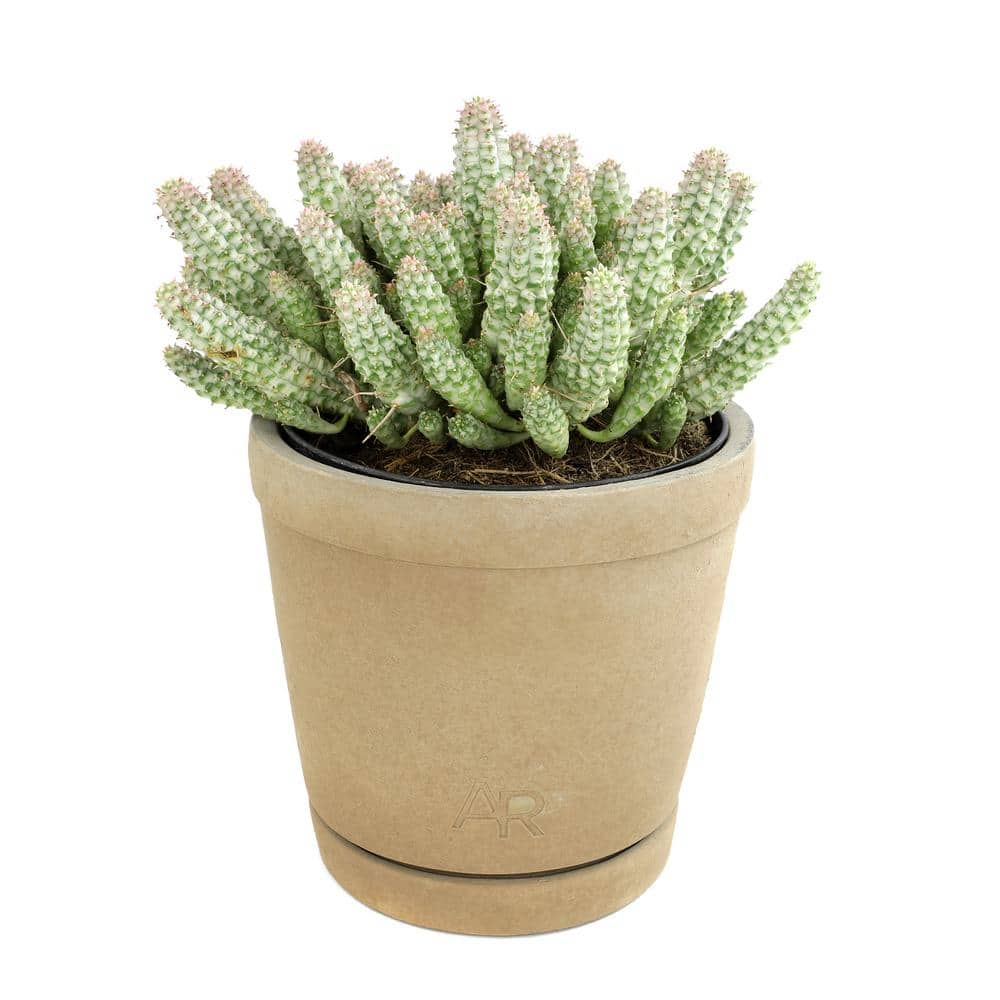 ALTMAN PLANTS Altman Reserve 6 in. Corn Cob Succulent (Euphorbia Mammillaris Variegata) in Cement Pot 0872979