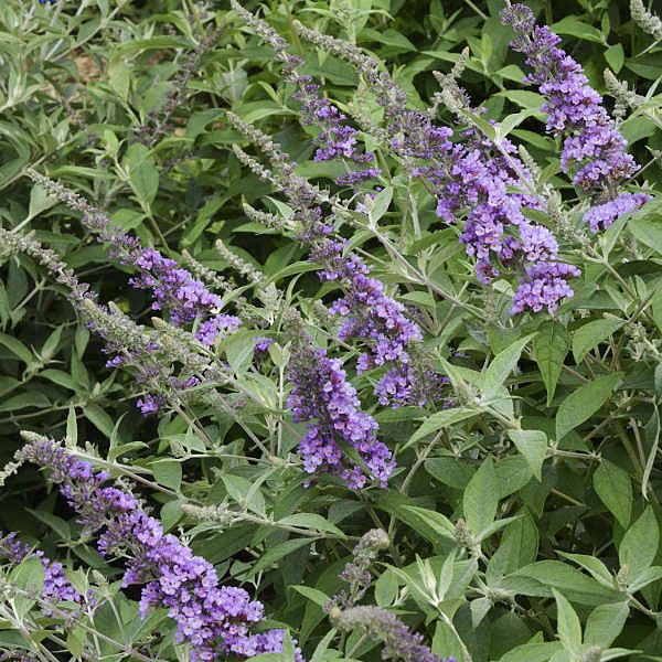 Humdinger® Lavender Cupcake Butterfly Bush - Buddleia - Compact - Gallon Pot