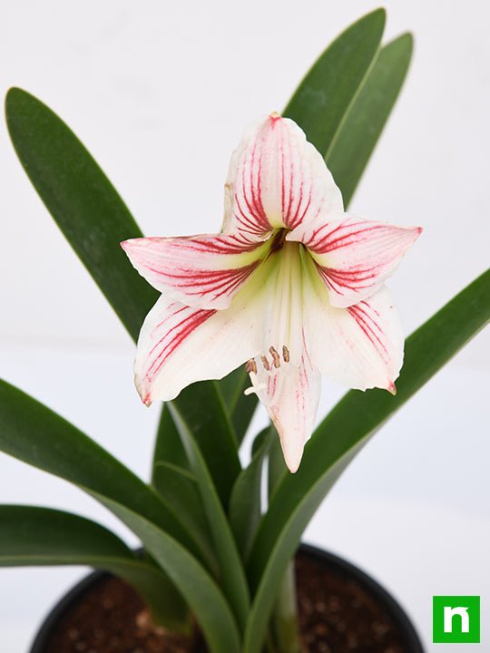 Amaryllis Lily Double (White Pink) - Plant