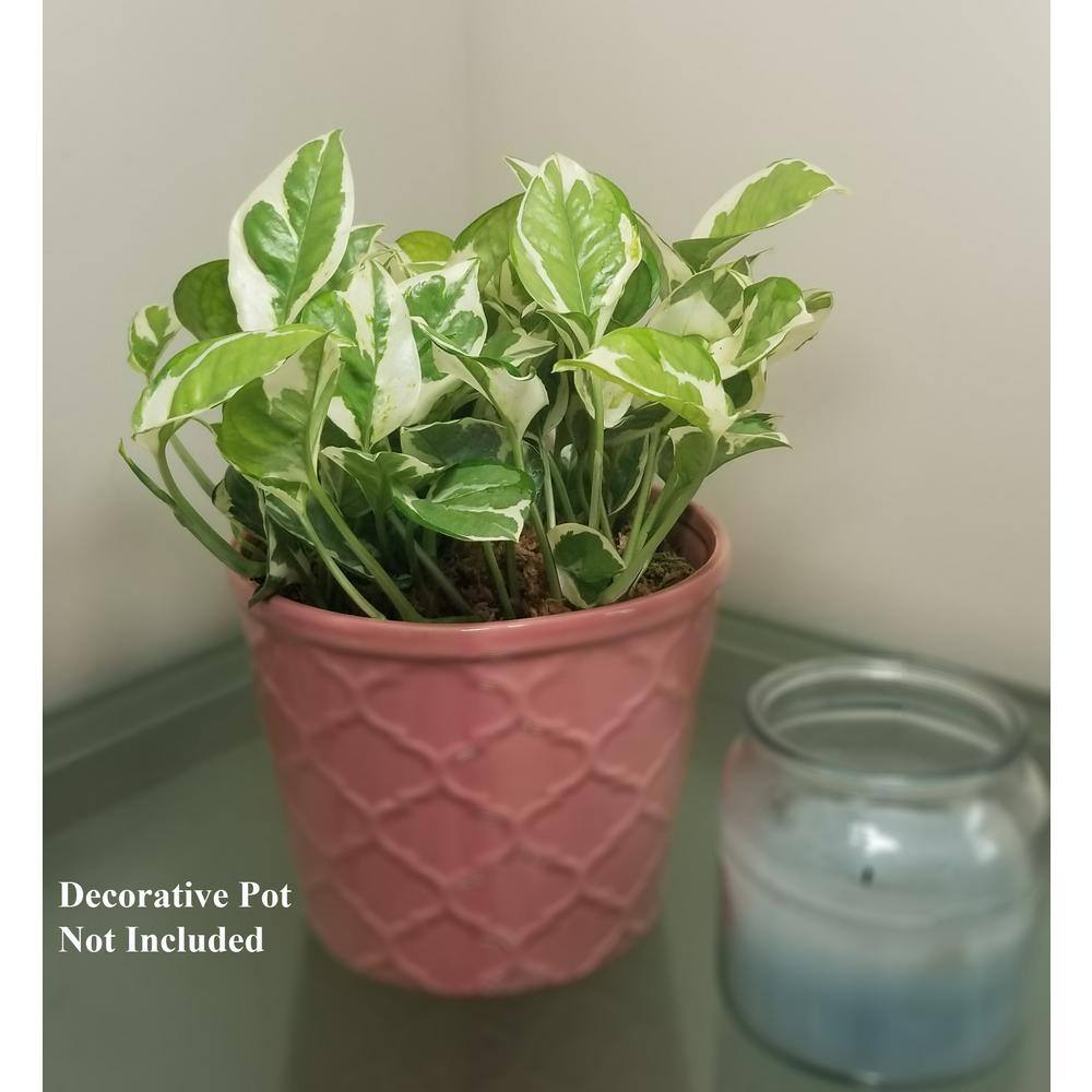 Pearl and Jade Pothos Plant in 6 in. Grower Pot PnJPoth006