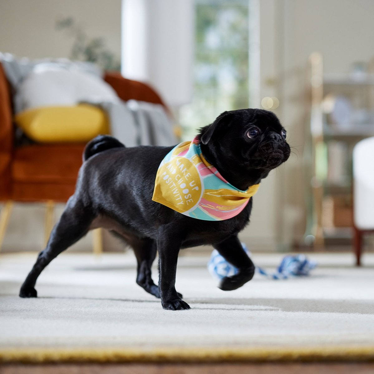 Frisco Wake Up Positive Dog and Cat Bandana