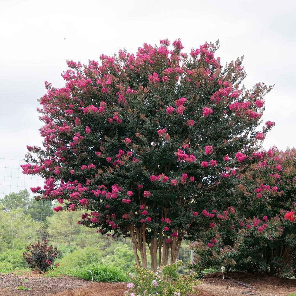 FIRST EDITIONS 2 Gal. Plum Magic Crape Myrtle Flowering Shrub with Fuschia Pink Flowers 14845