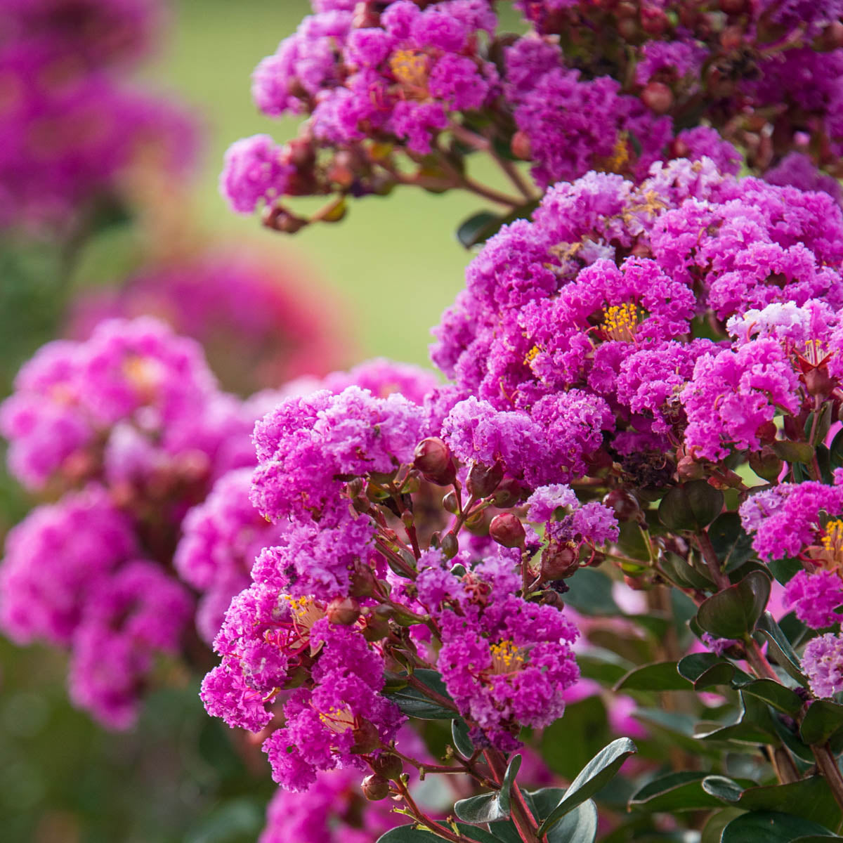 Northern Belle Fuchsia Crape Myrtle (Lagerstroemia)， Dormant Bare Root Starter Flowering Shrub (1-Pack)