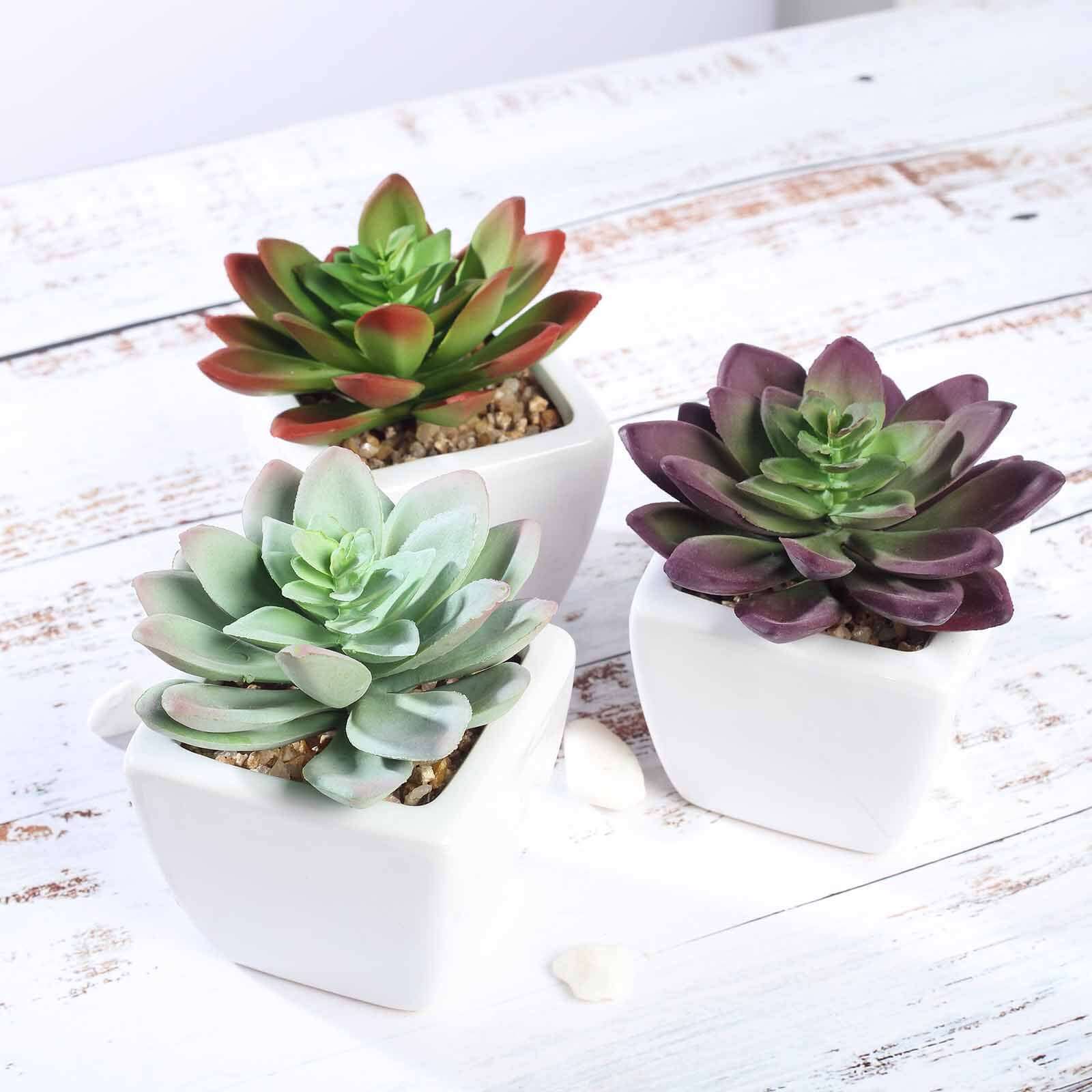 3 Pack Ceramic Planter Pot and Artificial Echeveria Elegans Plants 4