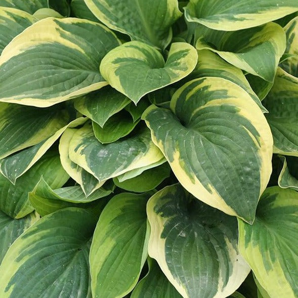 Hosta 'Wide Brim'