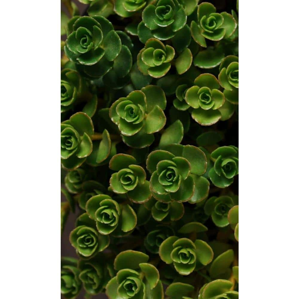 Zeus  Ruta John Creech Stonecrop Plants Ground Cover Pet-Safe Spreading in Pots (5-Pack) W1011-JCS5