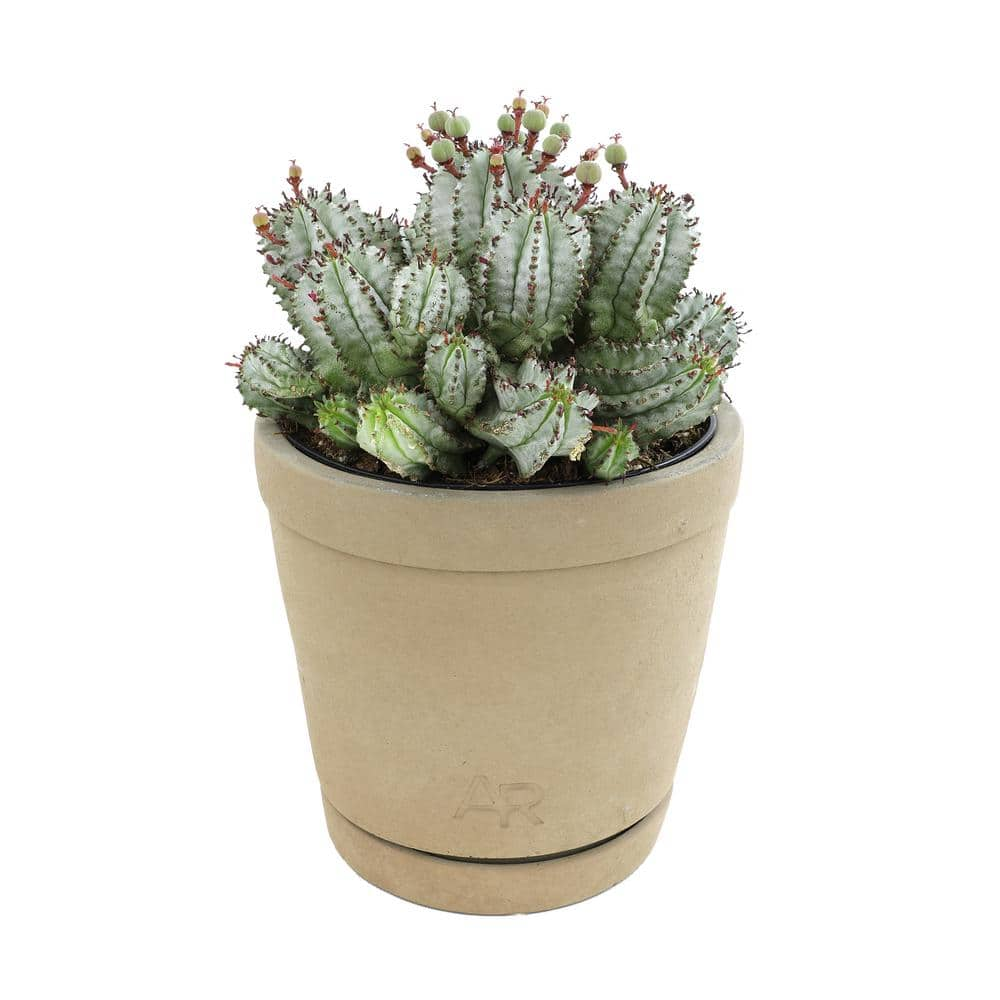 ALTMAN PLANTS Altman Reserve 6 in. Nova Milk Barrel Succulent (Euphorbia Horrida) in Cement Pot 0872978