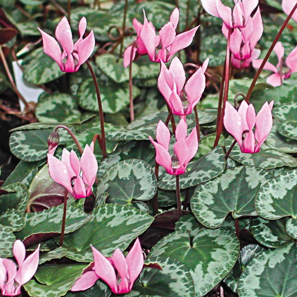 Breck's Hardy Cyclamen Bulb Mixture Red and Pink Colored Flowers (3-Pack) 39784