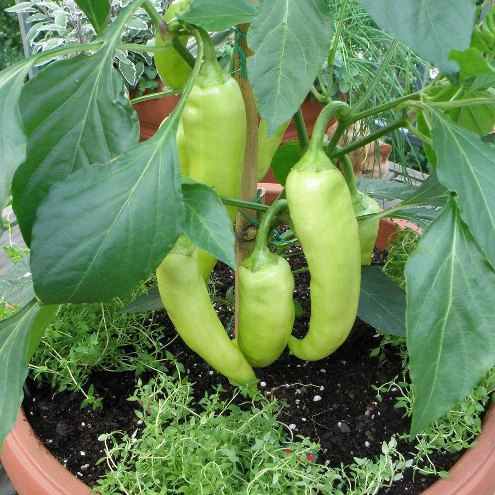 Bonnie Plants 19 oz. Sweet Banana Pepper Plant 1003800511
