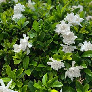 national PLANT NETWORK 3 gal. Gardenia Aimee Tree HD1891