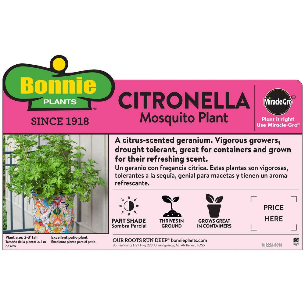 Bonnie Plants 2.32 qt. Citronella Mosquito Herb Plant 5028