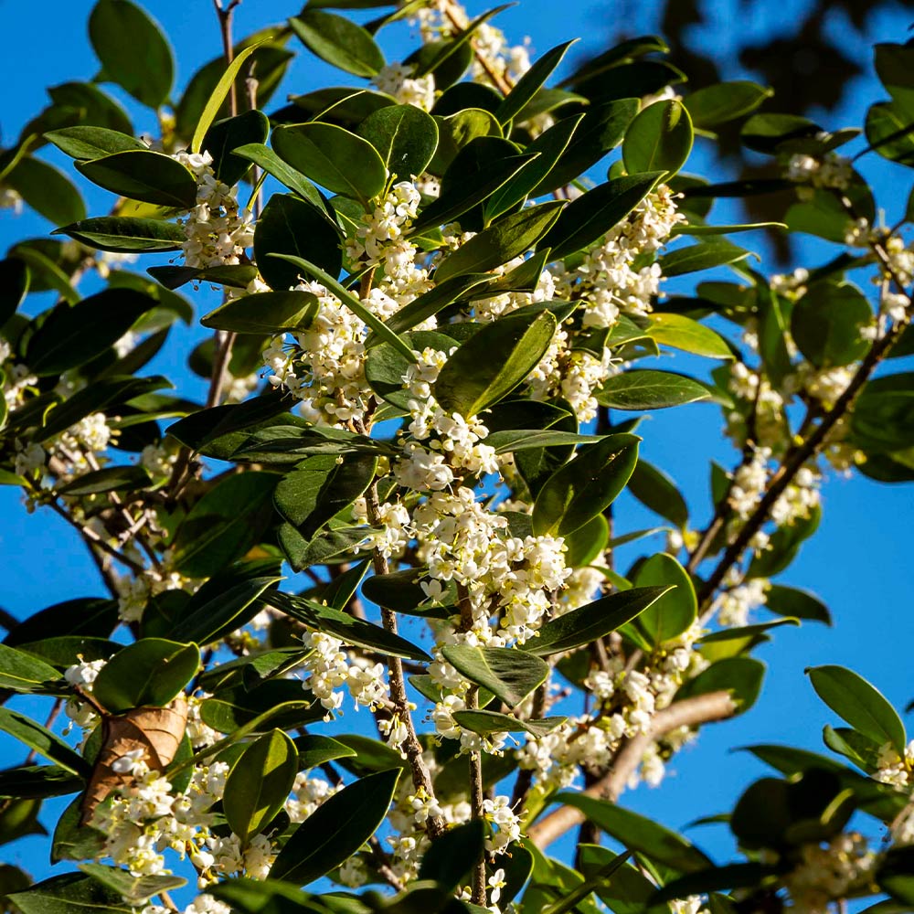 Fragrant Tea Olive Tree