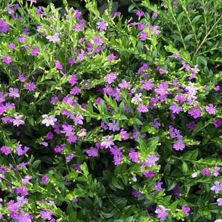 Vigoro 1.38 Pt. Cuphea Mexican Heather Plant in 4.5 in. Grower's Pot (4-Plants) DC45MEXHEATH4