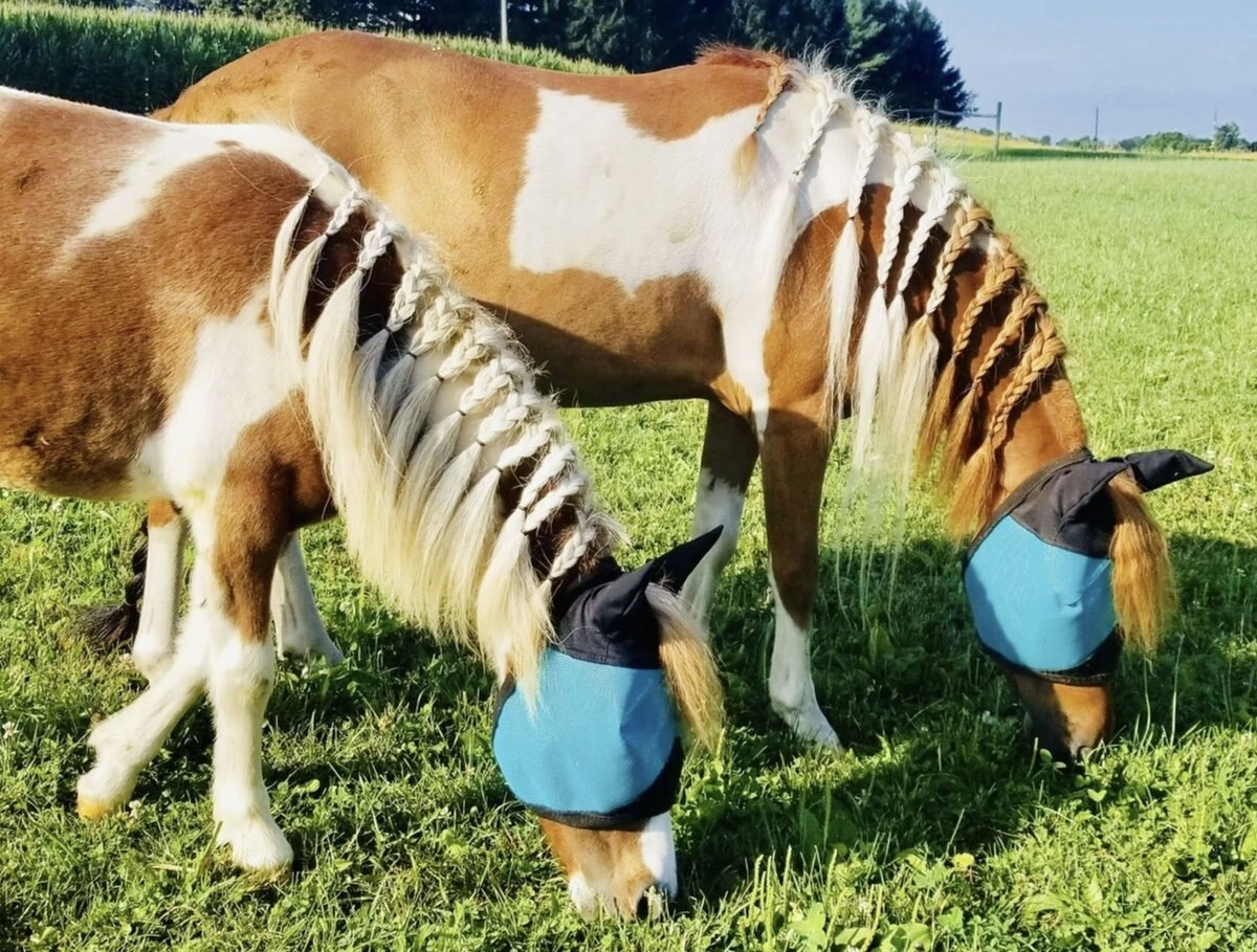 Star Point Horsemanship Mini-Pony Ear Cover Fly Mask