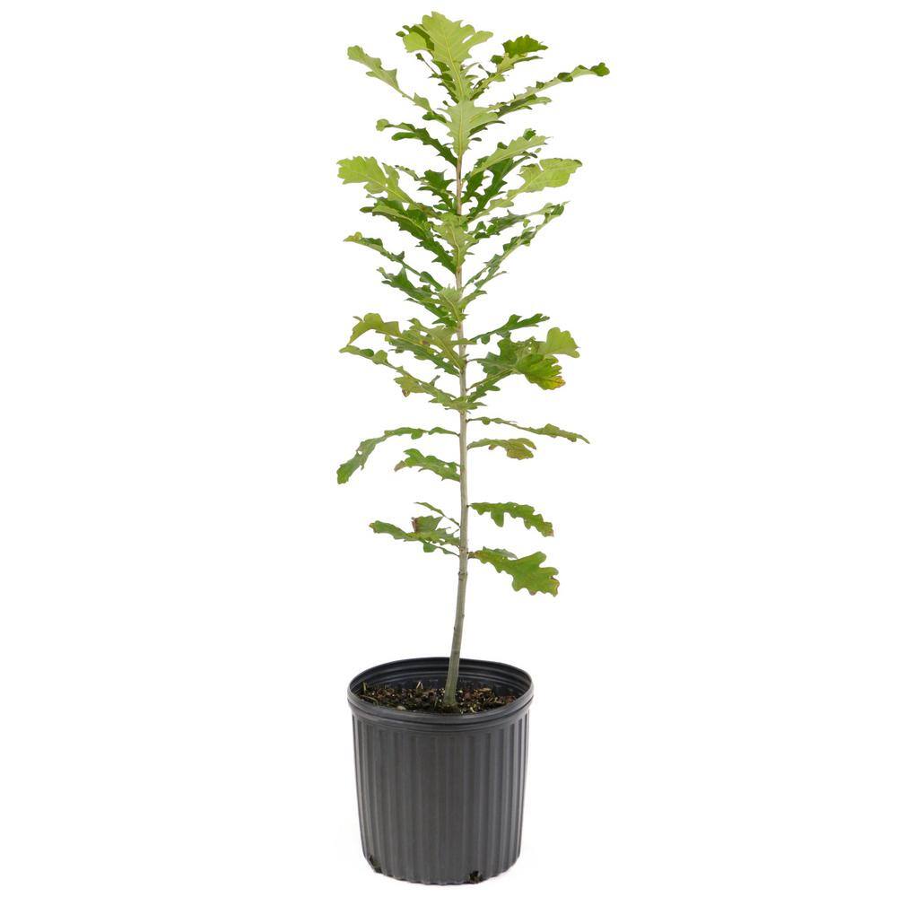national PLANT NETWORK 2.25 Gal. Deciduous Bur Oak Tree HD7078